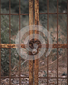 Vertical shot of an old and rusty metal gate with a chain padlock