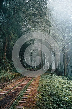 Vertical shot of old train tracks covered with greenery in a forest in Alishan, Taiwan