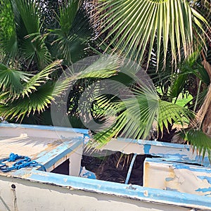 Vertical shot of an old weathered boat in a field surrounded by palms