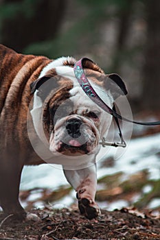 Vertical shot of an Olde English Bulldogge walking in a forest