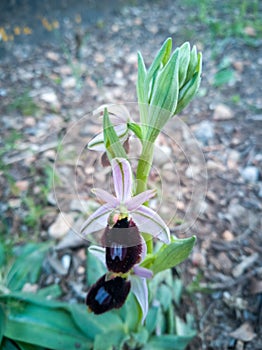 Vertical shot of an ophrys caucasica flower