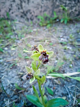 Vertical shot of an ophrys fusca flower