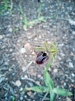 Vertical shot of an ophrys fusca flower