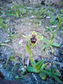 Vertical shot of an ophrys fusca flower