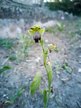 Vertical shot of an ophrys fusca flower