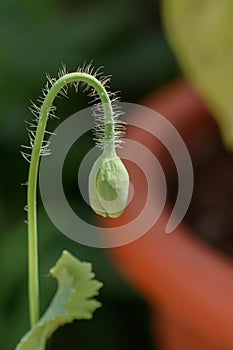 Vertical shot of an opium poppy bud
