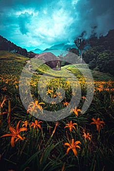 Vertical shot of the orange lily field and a cloudy dark sky