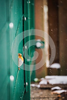 Vertical shot of an orange robin perched in a green metal fence under snowfall