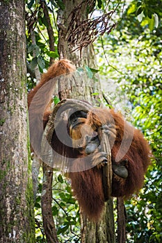 Vertical shot of an orangutan sleeping on a tree branch in the jungle