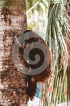 Vertical shot of an orangutan on a tree trunk