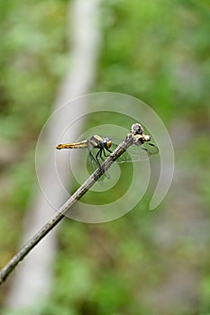 Vertical shot of an Orthetrum albistylum dragonfly on a branch in a field with a blurry background photo