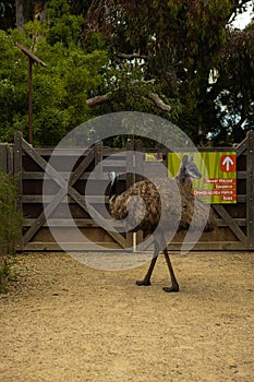 Vertical shot of an ostrich in the Werribee Open Range Zoo
