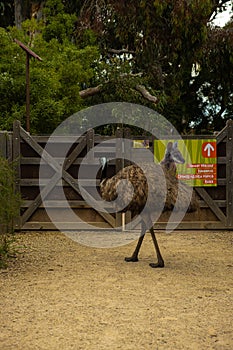 Vertical shot of an ostrich in the Werribee Open Range Zoo photo