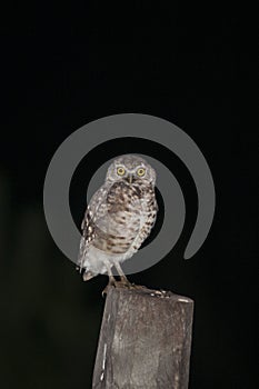 Vertical shot of an owl standing on a wooden trunk with black background - wisdom concept