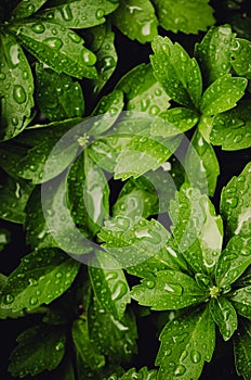 Vertical shot of pachysandra terminalis with dew drops