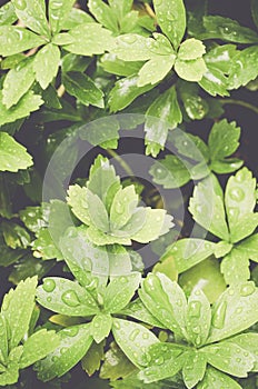 Vertical shot of pachysandra terminalis with dew drops