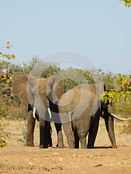 Vertical shot of a pair of elephants outdoors