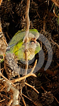 Vertical shot of a pair of green Budgerigars sitting on a tree branch