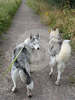 Vertical shot of a pair of Siberian Huskies on a walk