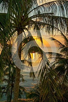 Vertical shot of a palm tree in front of a beautiful sunset on the sea