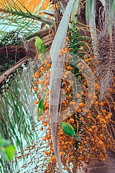 Vertical shot of a palm tree with orange fruits and two little green parrots