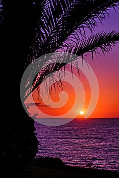 Vertical shot of a palm tree silhouette and the sea during a breathtaking sunset