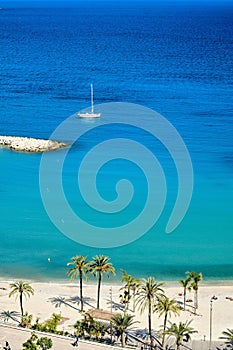 Vertical shot of the palm trees on the beach by the ocean captured in Menton, French Riviera