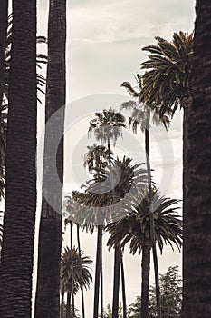 Vertical shot of palm trees with a grayish sky in the background