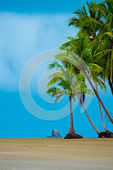 Vertical shot of palms on a tropical beach in Marino Ballena National Park in Uvita, Costa Rica