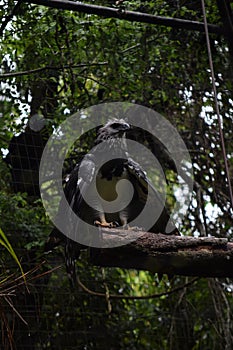 Vertical shot of a Papuan eagle perched on the branch