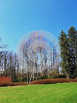 Vertical shot of a park full of grass and trees during daytime in Jelenia GÃ³ra, Poland.