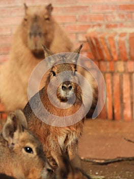 Vertical shot of a Patagonian Mara in the Bioparco Zoo