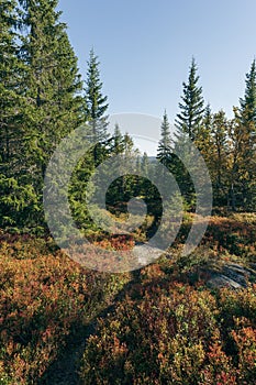 Vertical shot of a path crossing through the Svartdalstjerna forest in fall