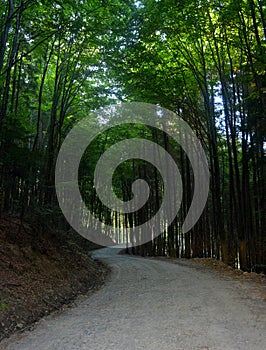 Vertical shot of a path through a dark forest