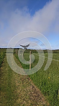 Vertical shot of a path in the middle of a beautiful green field in the countryside