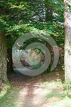 Vertical shot of a path through the trees alongside Nether Beck in Wasdale