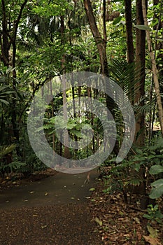 Vertical shot of a pathway in a forest full of tall trees