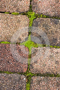 Vertical shot of a pavestone with the moss