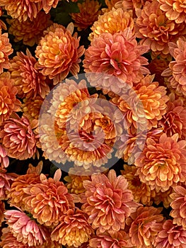 Vertical shot of peachy orange chrysanths