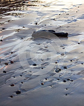 Vertical shot of pebbles and drift wood on wet beach sand