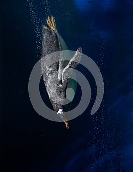 Vertical shot of a penguin diving into water under the lights