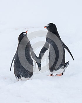 Vertical shot of penguins walking in Antarctica in winter