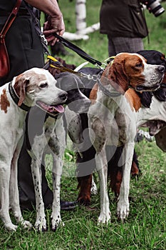 Vertical shot of a person with hunting dogs