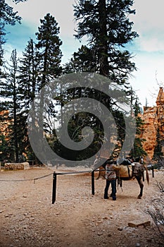 Vertical shot of a person loading something on his horse in Bryce Canyon National Park, Utah, USA