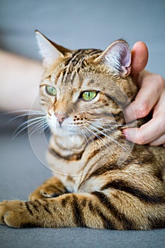 Vertical shot of a person petting a cute domestic Bengal cat