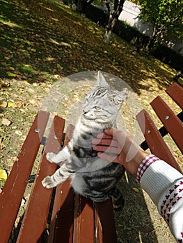 Vertical shot of a person petting a grey striped cat on a wooden bench in a park under the sunlight