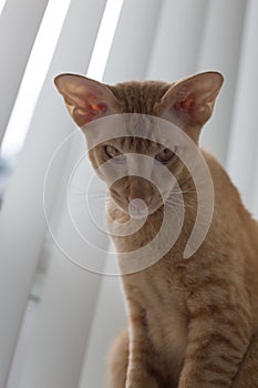 Vertical shot peterbald purebred cat