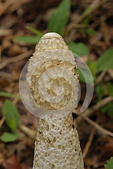 Vertical shot of a Phallus impudicus mushroom