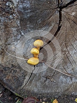 Vertical shot of Pholiota growing in a tree trunk crackle