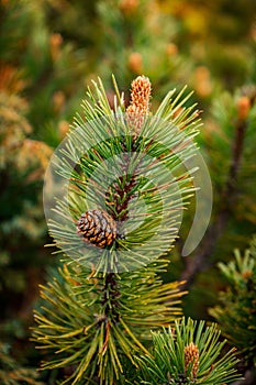 Vertical shot of a pine tree branch with cones